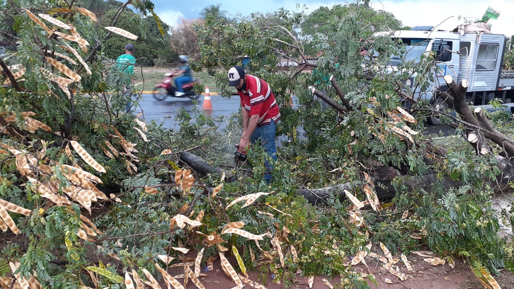 Secretaria de Meio Ambiente retirada duas árvores caídas após chuvas nesta segunda-feira (26)