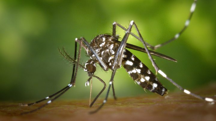 Três Lagoas 13 novos casos suspeitos de dengue 01 leishmaniose recidiva