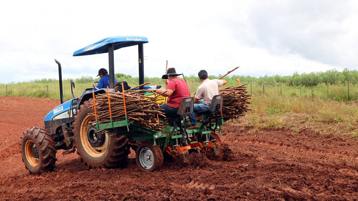 Auxiliando o pequeno produtor, Agronegócio estreia plantadeira de rama de mandioca na região da Piaba