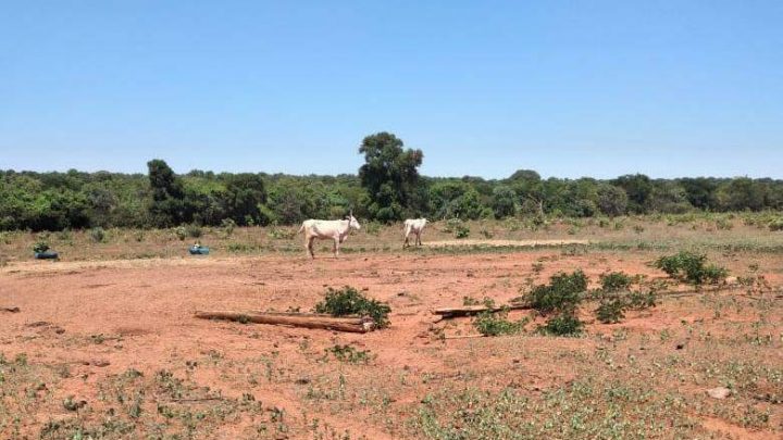 Em denúncia de maus-tratos, PM encontra 4 carcaças e 20 vacas magras em fazenda