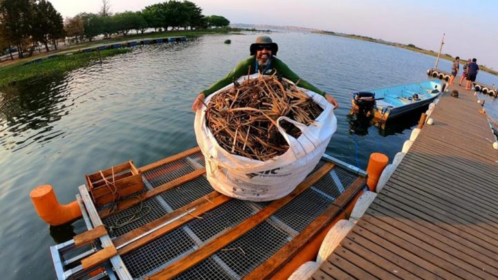 Plantas Aquáticas do Balneário Municipal são recolhidas por técnicos e pesquisadores do ISI Biomassa