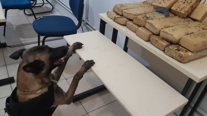 Polícia Militar com auxilio de cão farejador apreende cerca de 20 quilos de maconha em terminal rodoviário em Três Lagoas