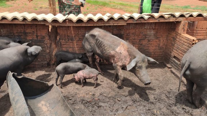 PMA de Bataguassu autua dono de chácara por maus-tratos a suínos, por falta de alimento e água