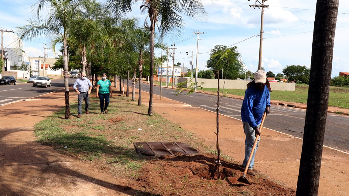 Meio Ambiente inicia plantio e substituição de árvores nas avenidas Capitão Olinto Mancini e Rosário Congro