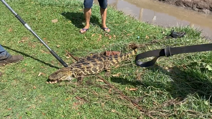 Secretaria de Meio Ambiente retira jacaré da Lagoa Maior em Três Lagoas