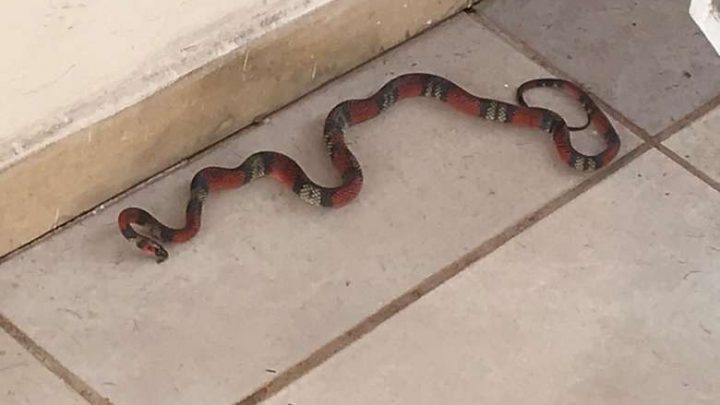 Polícia Ambiental captura serpente dentro de residência no MS