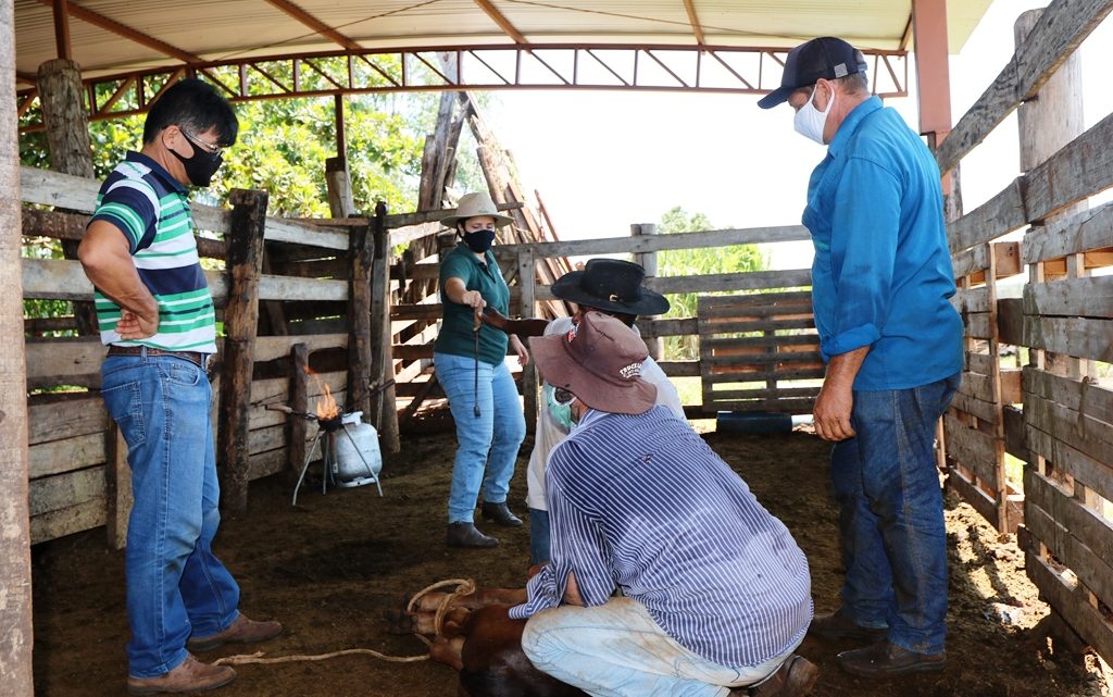 Programa “Amigos do Campo” volta à ativa e auxilia produtor na mochação de bovinos