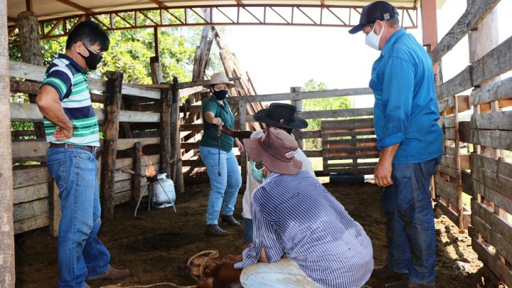 Programa “Amigos do Campo” volta à ativa e auxilia produtor na mochação de bovinos