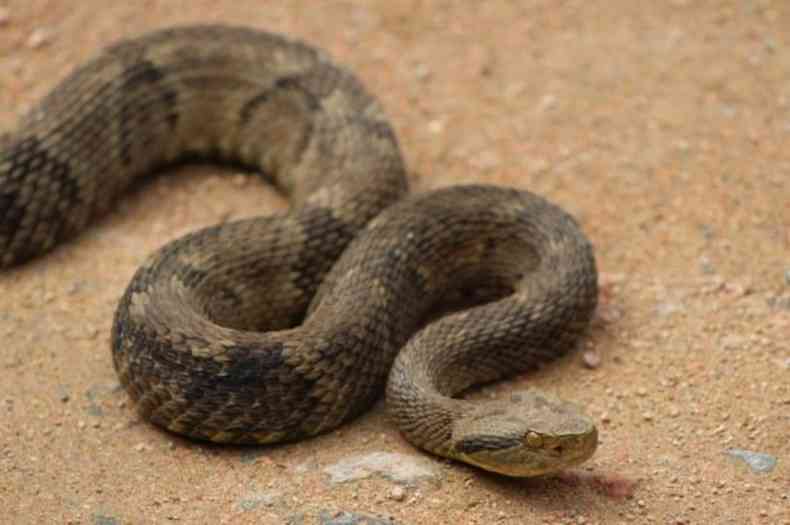 Cobra jararaca é encontrada dentro de empresa em Três Lagoas