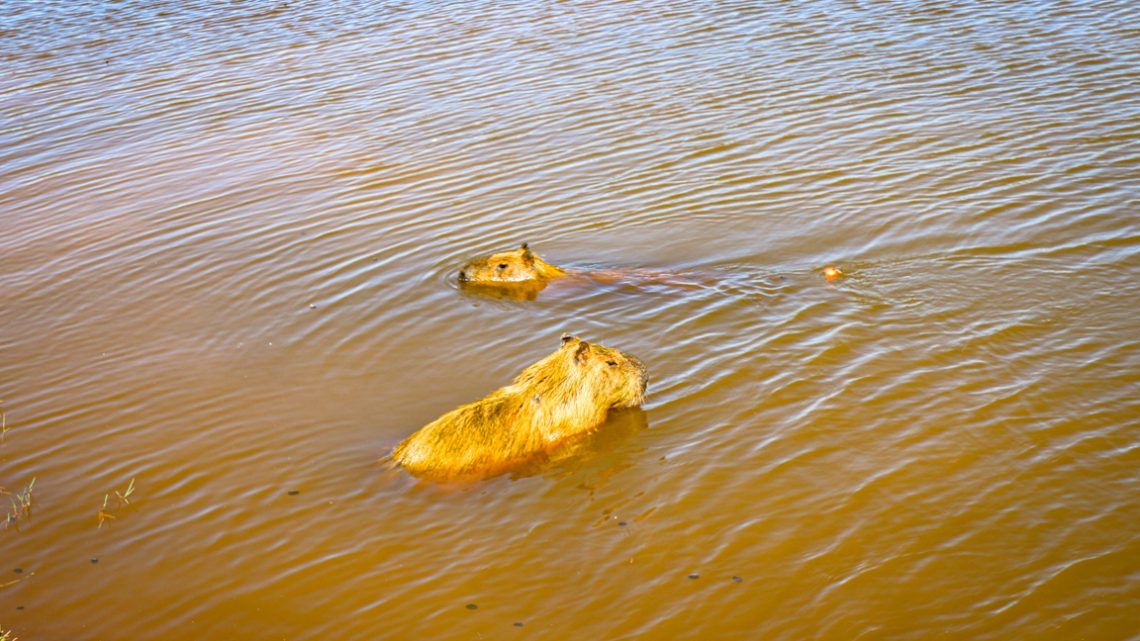 Pescaria irregular resulta em capivara ferida com anzol na Lagoa Maior