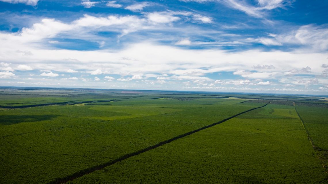 Suzano lança programa de Mudanças Climáticas na Cadeia de Valor focado nos fornecedores