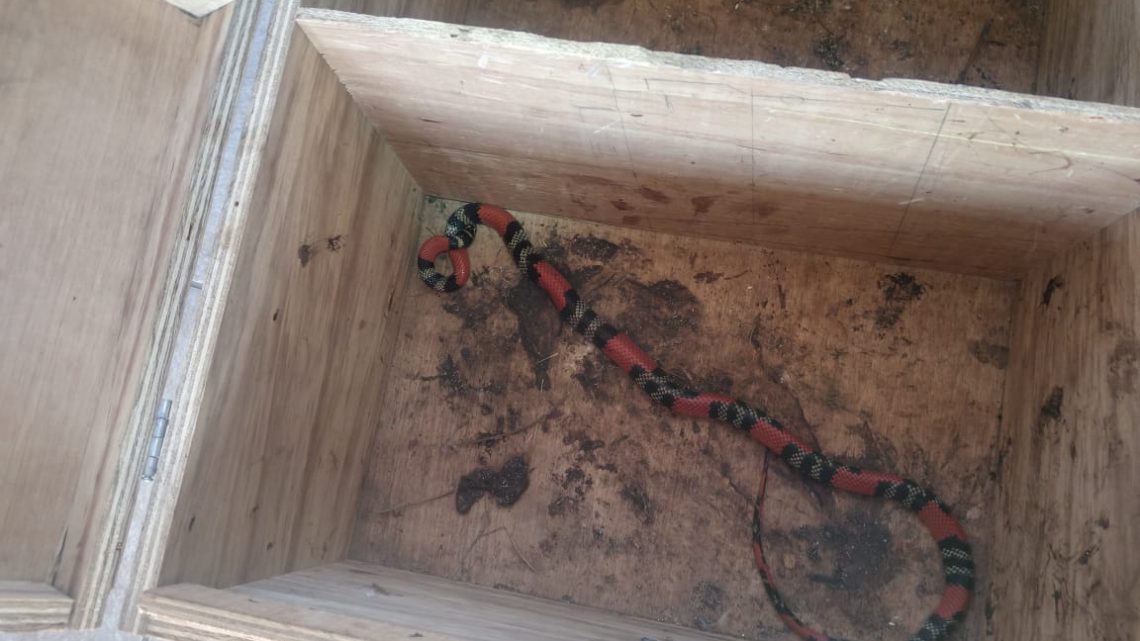 Polícia Militar Ambiental de Três Lagoas captura serpente da espécie coral em residência de condomínio