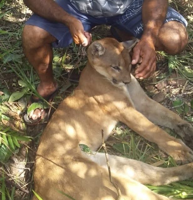 Polícia Militar Ambiental de Bataguassu autua capataz e dono de fazenda em R$ 10 mil em razão de caçada e abate com onça em extinção