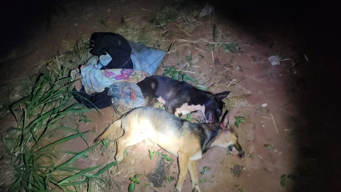 Polícia Militar Ambiental de Bataguassu autua auxiliar de serviços gerais em R$ 6 mil por matar dois cães a pauladas