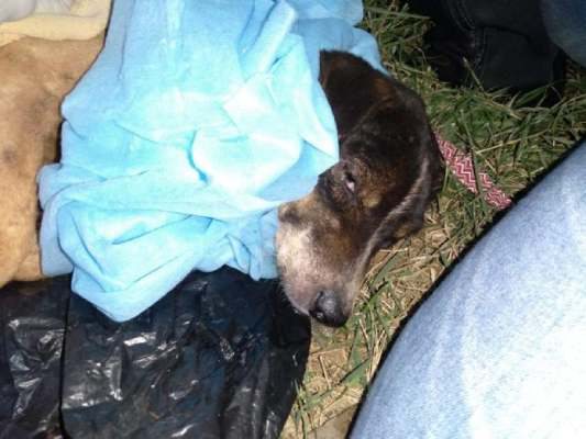 Cachorro é resgatado por associação de protetoras após ter órgão genital mutilado