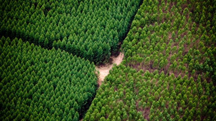 Suzano está com vagas abertas para Operador/a de Colheita Florestal em Água Clara, Brasilândia e Três Lagoas