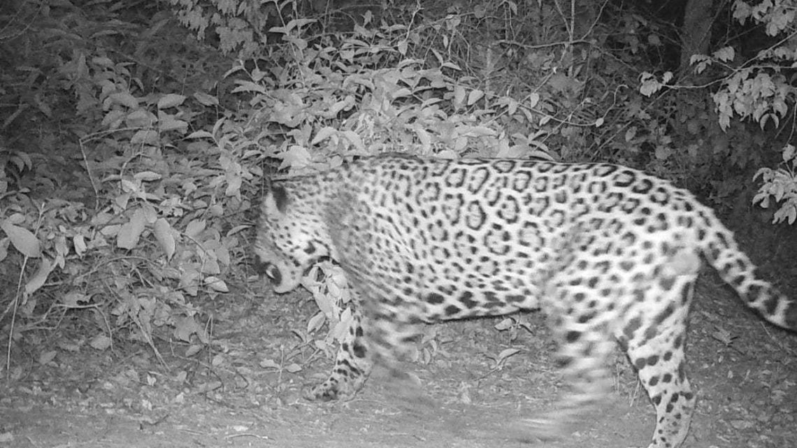 Suzano registra avistamentos de onças-pintadas em área florestal de Mato Grosso do Sul