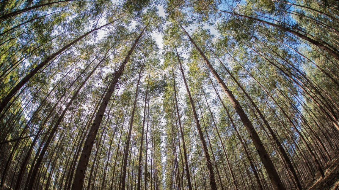 Silvicultura: Eldorado Brasil amplia área de floresta e chega a 250 mil hectares no MS