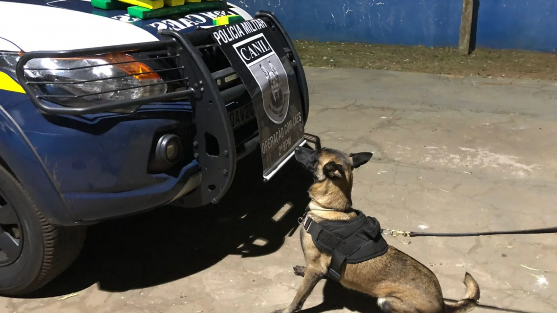 Canil PM do 2º BPM de Três Lagoas apreende mais de 16KG de maconha em ônibus próximo ao município de Água Clara