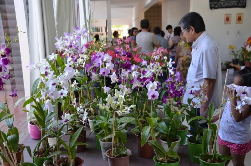 Três Lagoas receberá nos dias 02 e 03, Feira de Orquídea, Rosa do Deserto e Artesanato