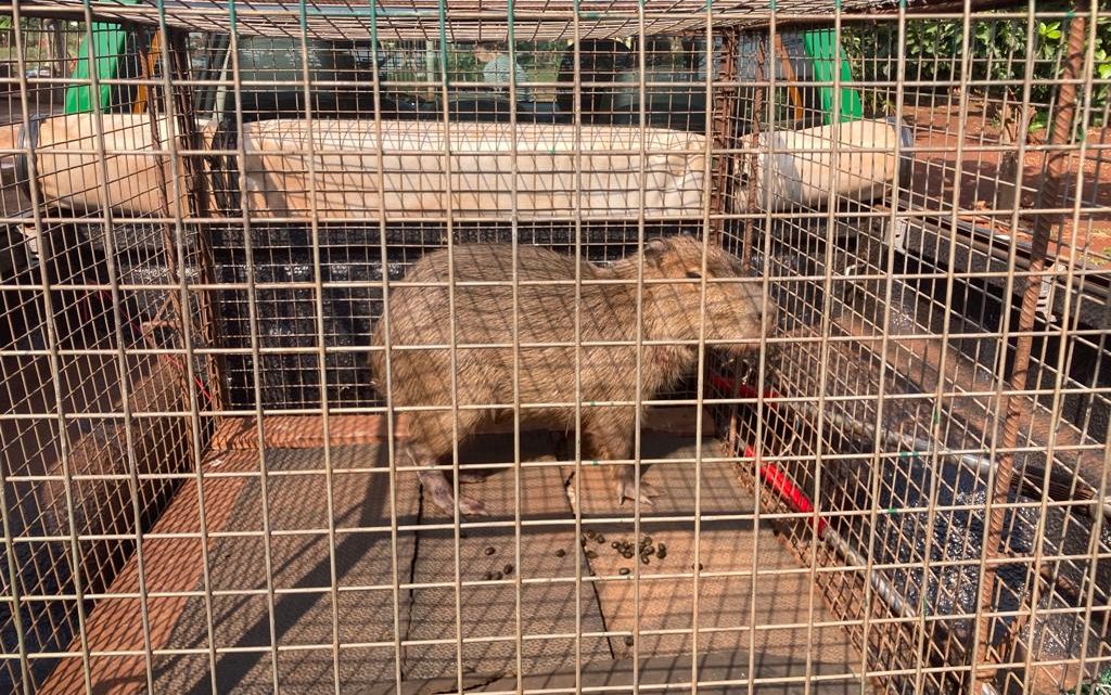 Polícia Militar Ambiental de Dourados captura capivara que corria risco de atropelamento na BR 163 e a solta em seu habitat