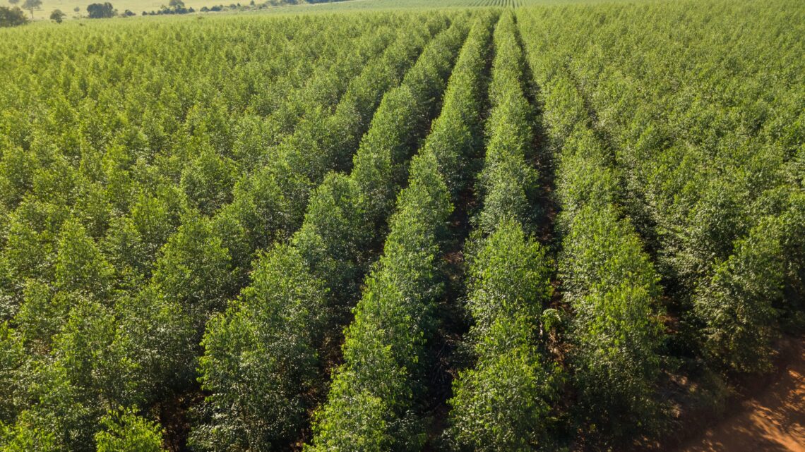 Água Clara: Eldorado Brasil tem vagas  para ajudante  florestal