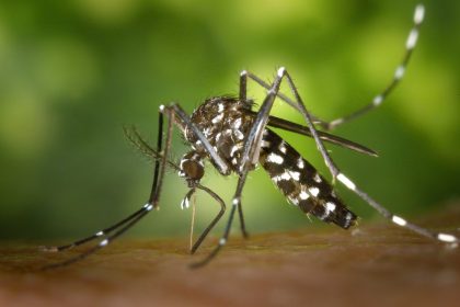 Saúde de Três Lagoas notifica 72 casos suspeitos de dengue nesta semana em Três Lagoas