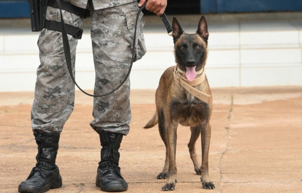 Com uso do canil, PM intensifica fiscalização na entrada de Água Clara