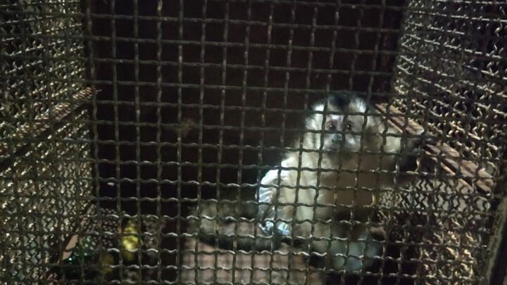Enroscado em galhos de árvore, PMA e Bombeiros capturam macaco-prego usando frauda em MS