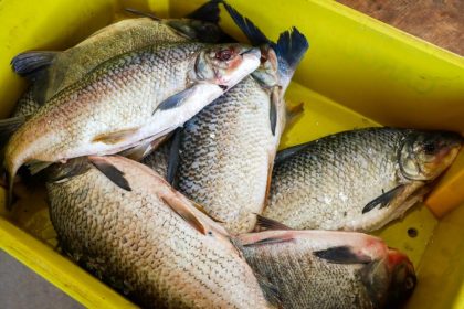 8ª Feira do Peixe terá horário estendido até às 19h em Três Lagoas