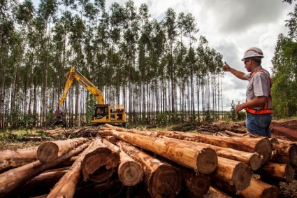 Suzano está com 28 vagas abertas para a área florestal em Ribas do Rio Pardo