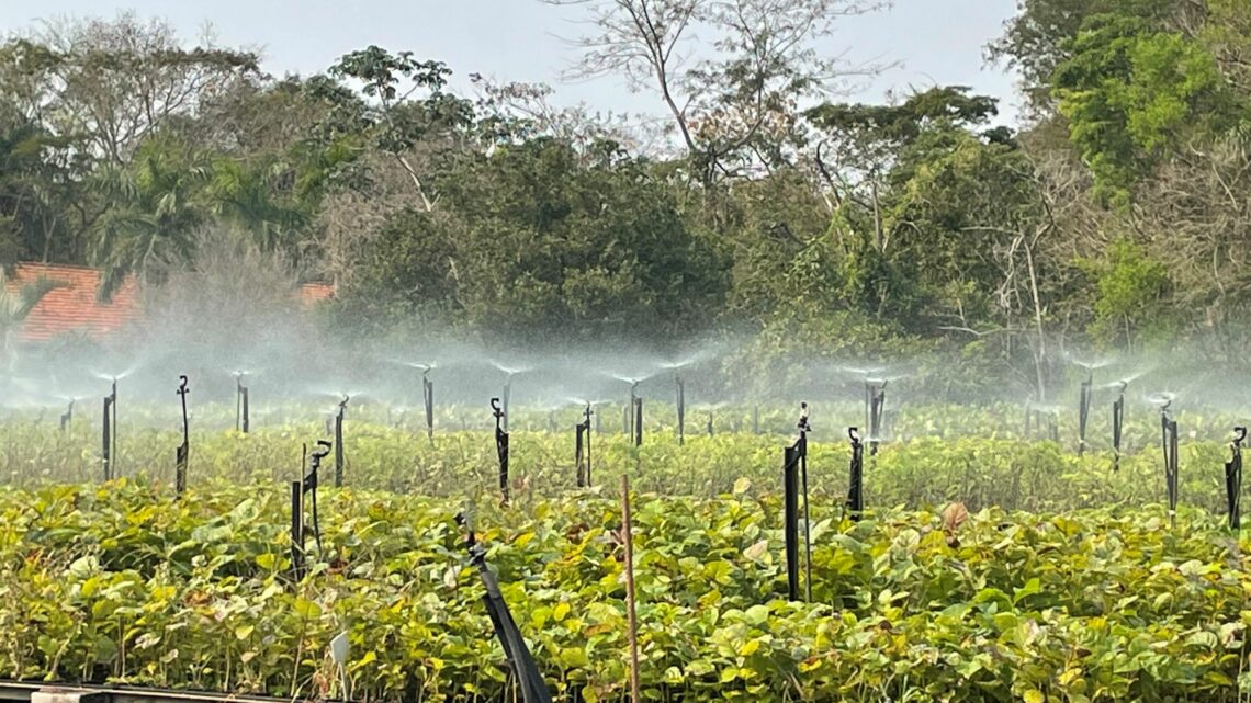 CESP adota uso de tubetes biodegradáveis no Horto Florestal de Porto Primavera