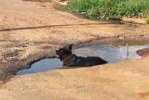 Vídeo: Com calor de quase 40º C em Água Clara, cachorro se refresca em ‘banheira’ ao ar livre