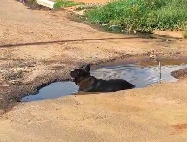 Vídeo: Com calor de quase 40º C em Água Clara, cachorro se refresca em ‘banheira’ ao ar livre