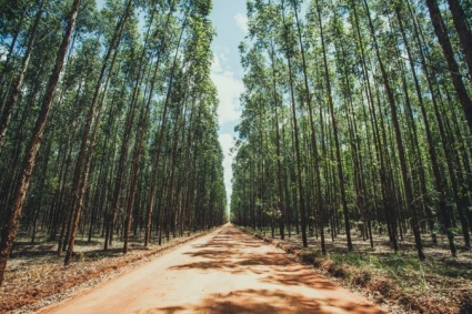 Em Três Lagoas, Suzano oferta 20 vagas em curso gratuito para a formação de Ajudantes Florestais de Silvicultura com bolsa de R$ 750,00