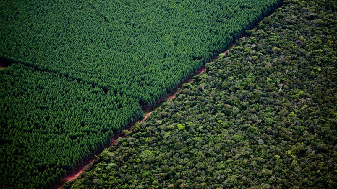 Suzano abre três vagas de trabalho para atender suas operações em Três Lagoas