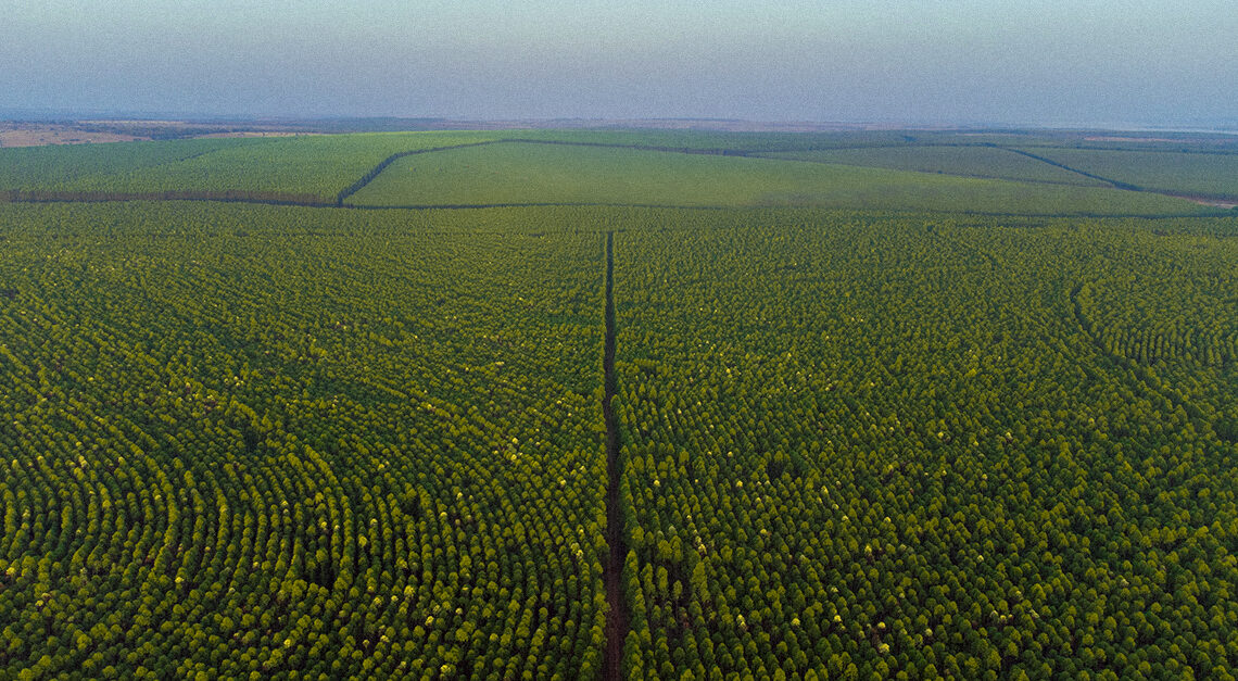 Eldorado Brasil inicia o mês de abril com vagas para Auxiliar de Cozinha e Ajudante Florestal