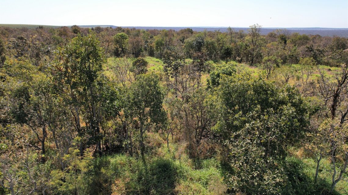 Suzano e IFC firmam acordo para conectar 35 mil hectares de vegetação nativa no Cerrado