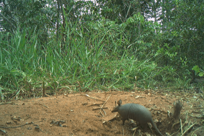 REGISTRO RARO – Pesquisadores identificam a presença do tatu-mirim no Parque do Pombo