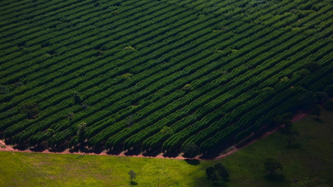 Suzano abre quatro processos seletivos para as unidades de Mato Grosso do Sul