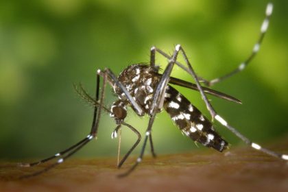 Mensagem sobre uso de água sanitária e sal em ralos contra dengue não é da Vigilância Sanitária de Três Lagoas