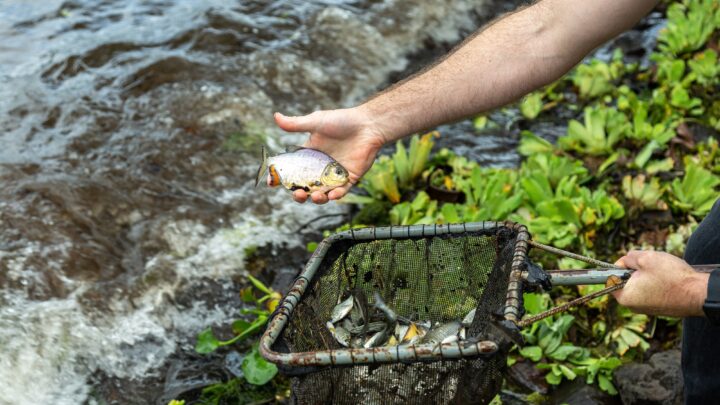 CTG Brasil solta 750 mil peixes no rio Paraná